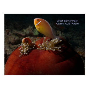 Cute Clownfish Great Barrier Reef Coral Sea Postcard