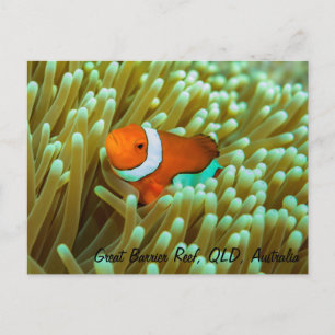 Cute Clownfish Postcard