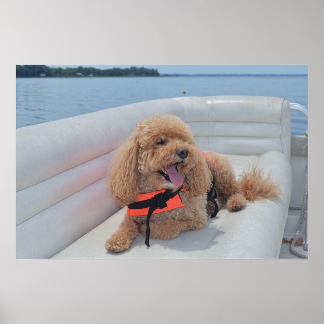 Cute Cockapoo Dog Photograph With Life Vest Poster (Front)