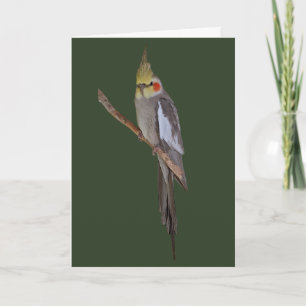 Cute Cockatiel Card (enter your own message)