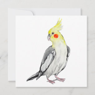 Cute Cockatiel Watercolor Parrot. 