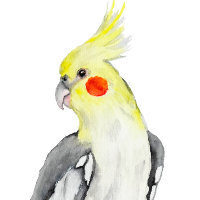 Cute Cockatiel Watercolor Parrot.