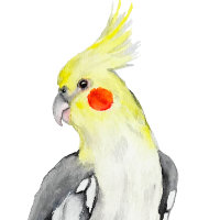 Cute Cockatiel Watercolor Parrot.