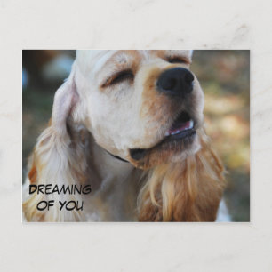 Cute Cocker Postcard
