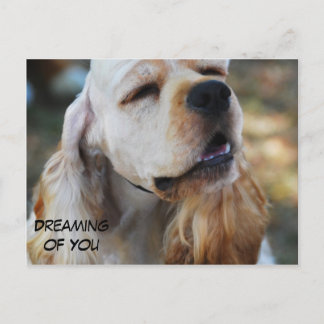Cute Cocker Postcard