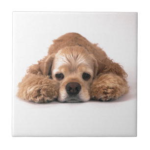 Cute Cocker Spaniel Ceramic Tile