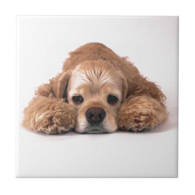 Cute Cocker Spaniel Ceramic Tile (Front)