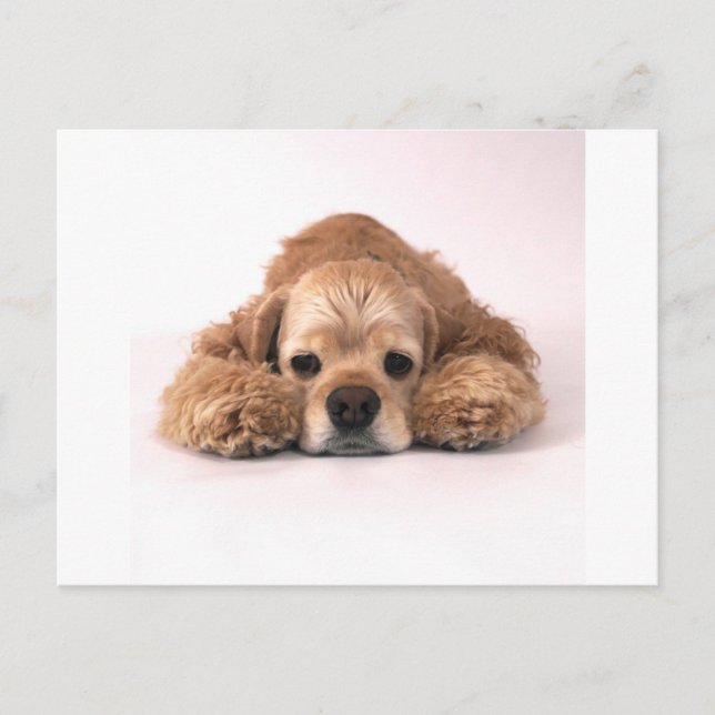 Cute Cocker Spaniel Postcard (Front)