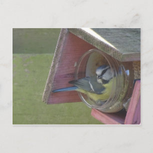 Cute Colourful Little Bird DIY Postcard