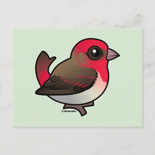 Cute Common Rosefinch Postcard (Front)