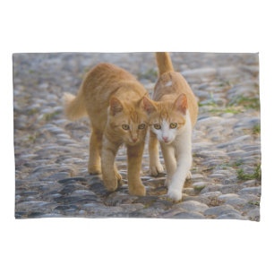 Cute Companioned Kittens Walk the Same Path Photo Pillowcase
