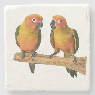 Cute Conure Coasters