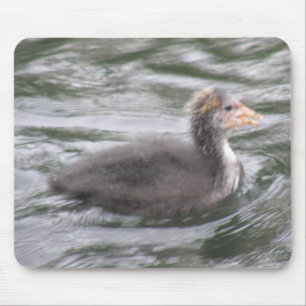 Cute Coot Chick on Choppy Waters Mousepad