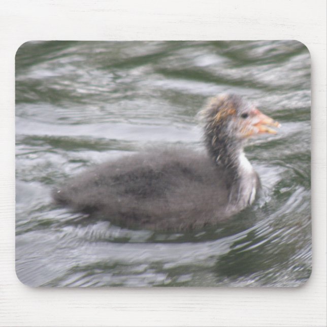 Cute Coot Chick on Choppy Waters Mousepad (Front)