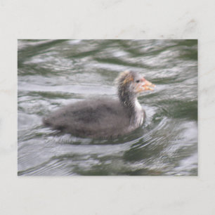Cute Coot Chick on Choppy Waters Postcard