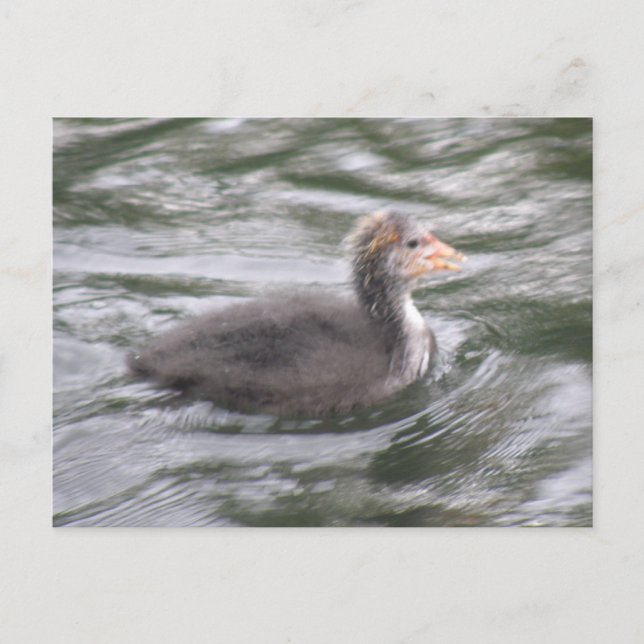 Cute Coot Chick on Choppy Waters Postcard (Front)
