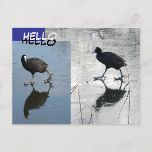 Cute Coots on Ice Cust. HELLO Postcard