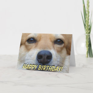 Cute corgi birthday card