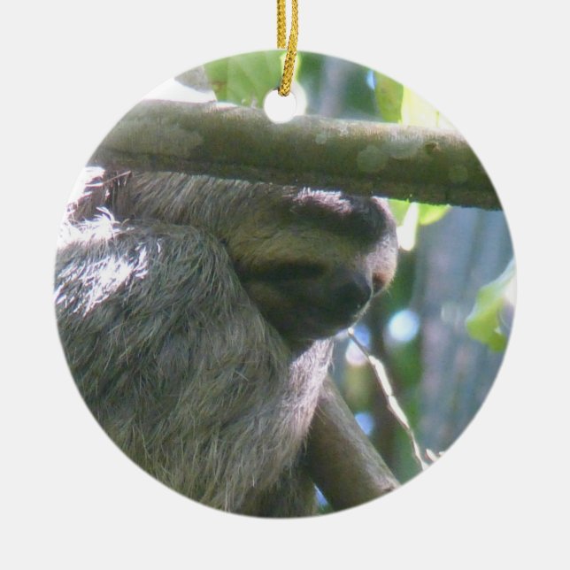 Cute Costa Rica Sloth Ornament (Front)