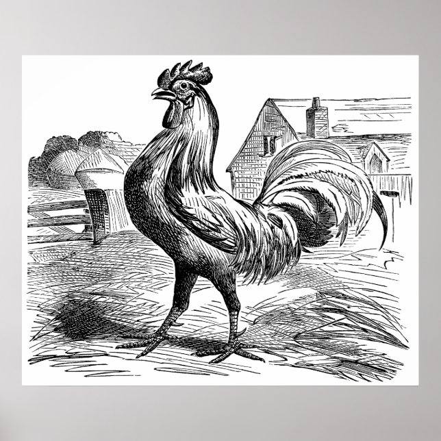 Cute Country vintage rooster poster (Front)