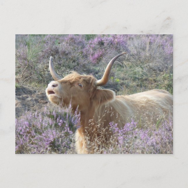 Cute Cow in Heathland DIY Postcard (Front)