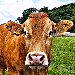 CUTE COW SQUARE STICKER