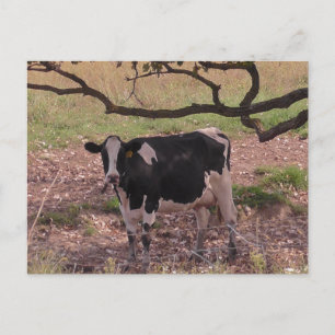 Cute Cow under Tree Postcard