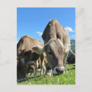 Cute cows in Austria Postcard