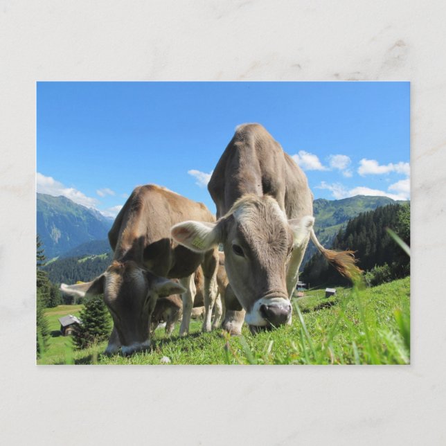 Cute cows in Austria Postcard (Front)
