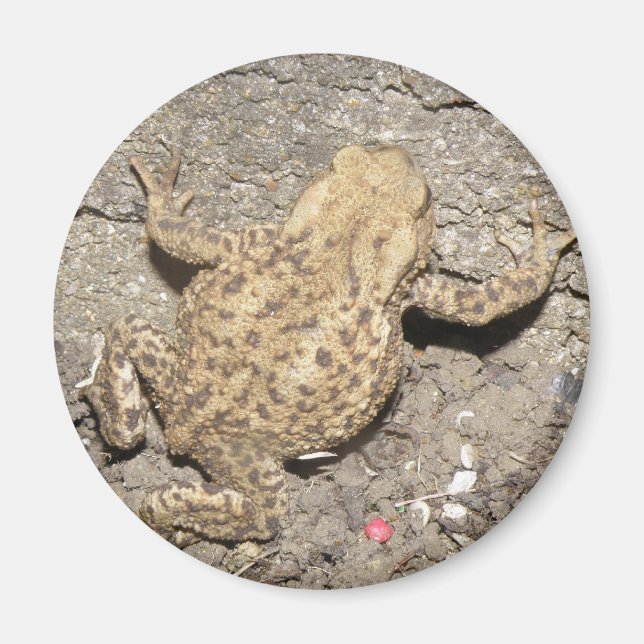 Cute Crawling Toad Magnet (Front)