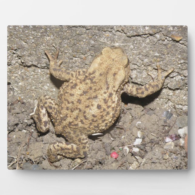 Cute Crawling Toad Plaque (Front)
