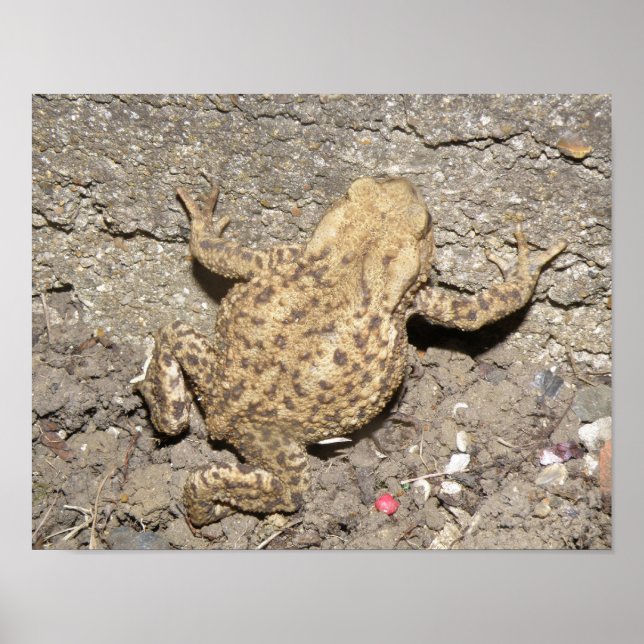 Cute Crawling Toad Print (Front)