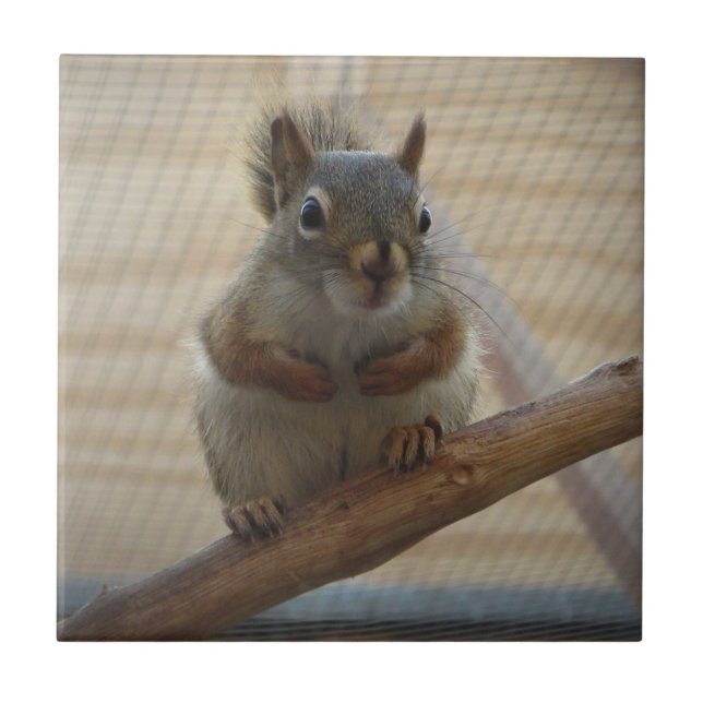 Cute Crouching Squirrel on Branch Ceramic Tile (Front)
