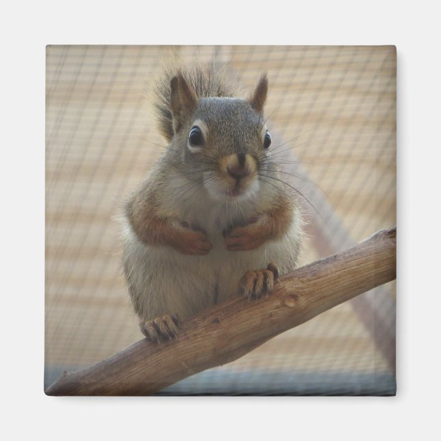 Cute Crouching Squirrel on Branch Magnet (Front)