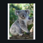 Cute cuddly Australian koala Postcard<br><div class="desc">Cute cuddly Australian koala</div>