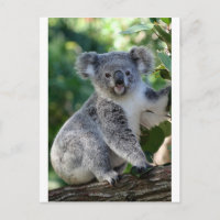Cute cuddly Australian koala