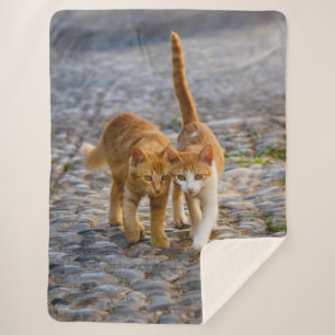 Cute Cuddly Cats Kittens Friends Stony Path Photo Sherpa Blanket