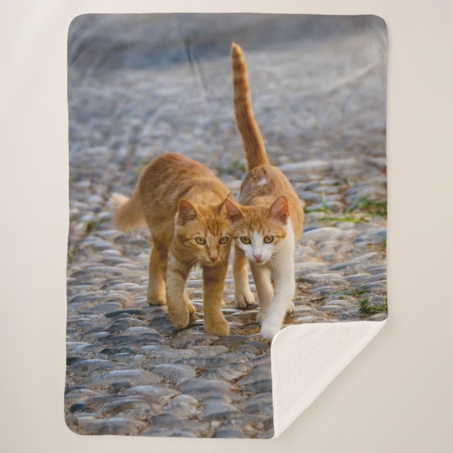 Cute Cuddly Cats Kittens Friends Stony Path Photo Sherpa Blanket (Front)