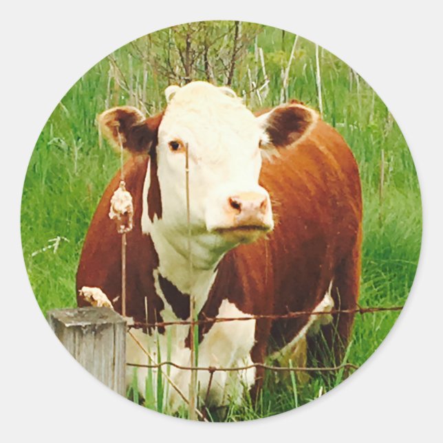 Cute Cuddly Cow 4Carla Classic Round Sticker (Front)