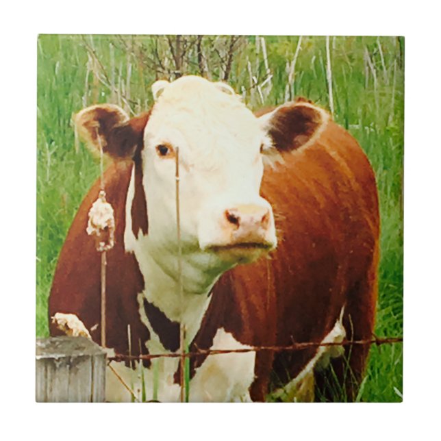 Cute Cuddly Cow Friend 4Jeremy Ceramic Tile (Front)