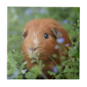 Cute cuddly ginger guinea pig outside on grass ceramic tile