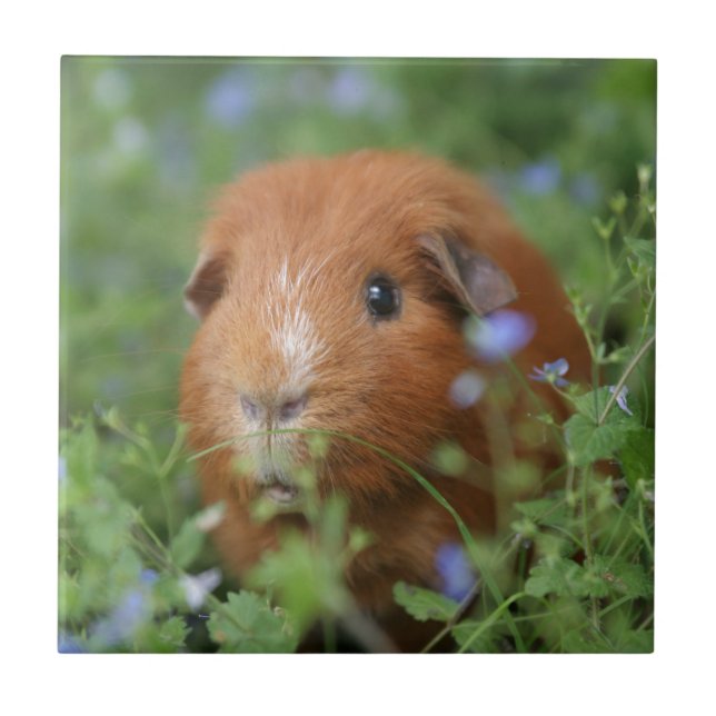 Cute cuddly ginger guinea pig outside on grass ceramic tile (Front)
