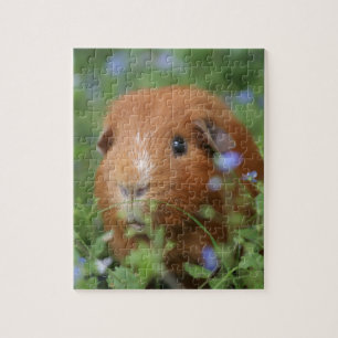 Cute cuddly ginger guinea pig outside on grass jigsaw puzzle