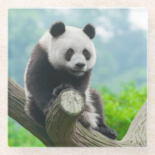 Cute Cuddly Panda Bear Sitting on a Tree Branch Glass Coaster