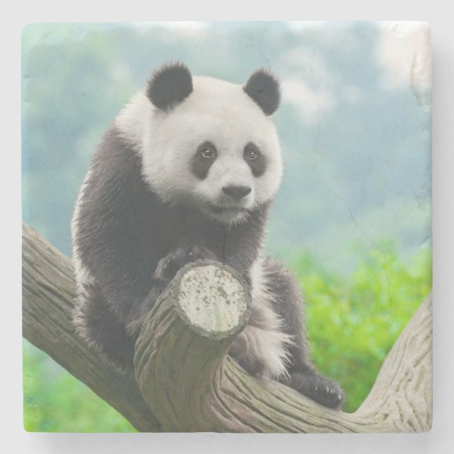 Cute Cuddly Panda Bear Sitting on a Tree Branch Stone Coaster (Front)