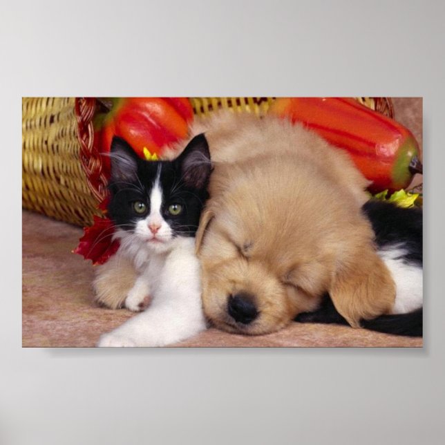 Cute cuddly pets poster (Front)