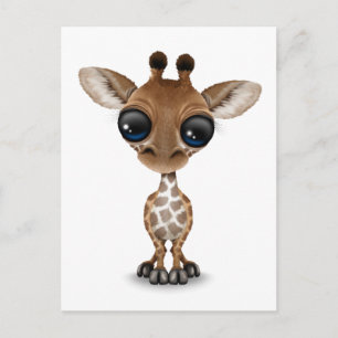Cute Curious Baby Giraffe Postcard