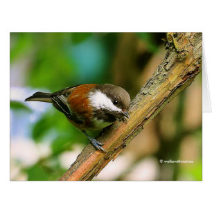 Cute Curious Chestnut-Backed Chickadee Songbird