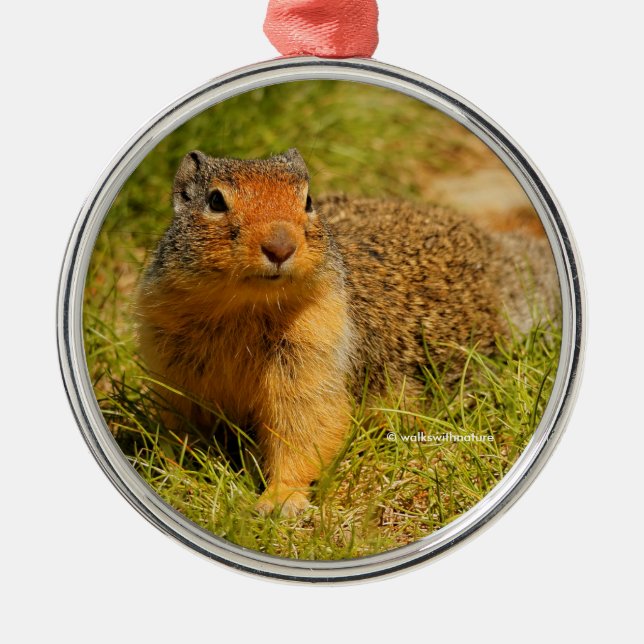 Cute Curious Columbian Ground Squirrel Metal Tree Decoration (Front)