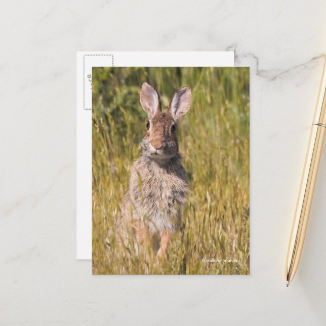 Cute Curious Eastern Cottontail Rabbit Postcard (Front/Back In Situ)